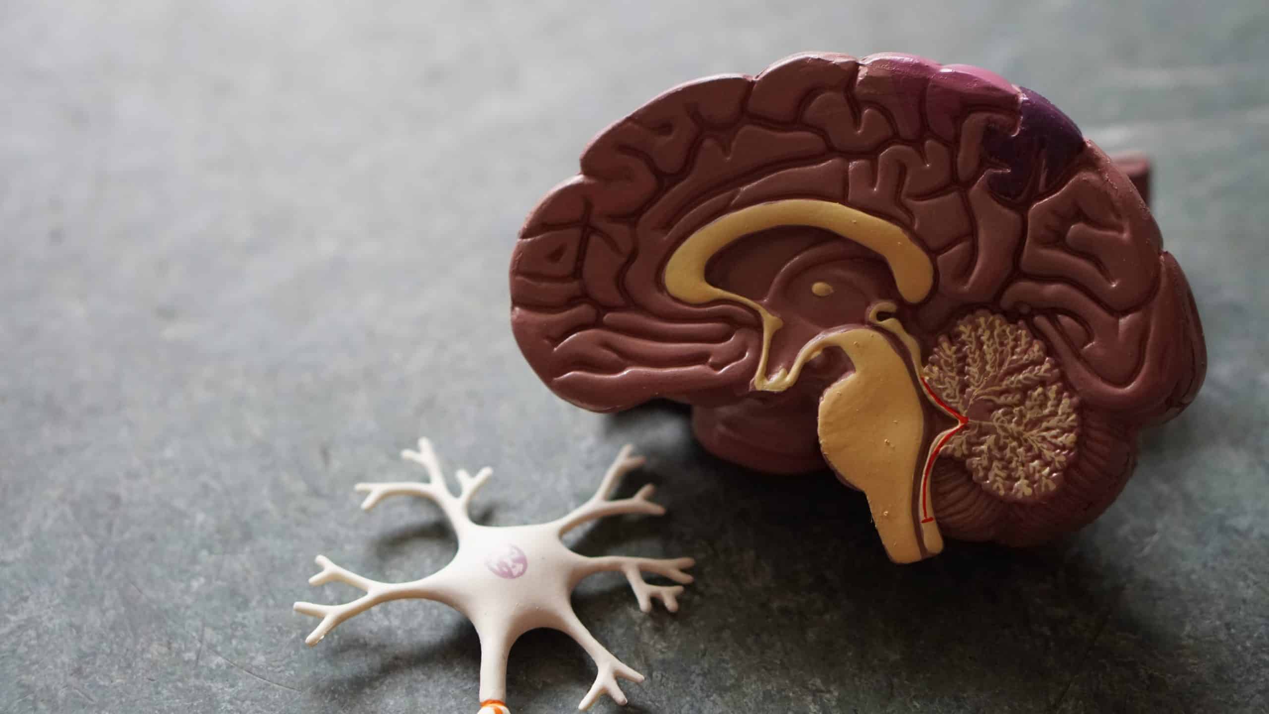 How Do Stimulants Affect The Brain?